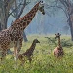 img_17_1738819882132