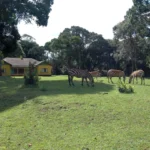 IMG_20250131_084408_468