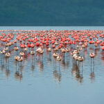 Flocks of flamingo. Africa. Kenya. Lake Nakuru